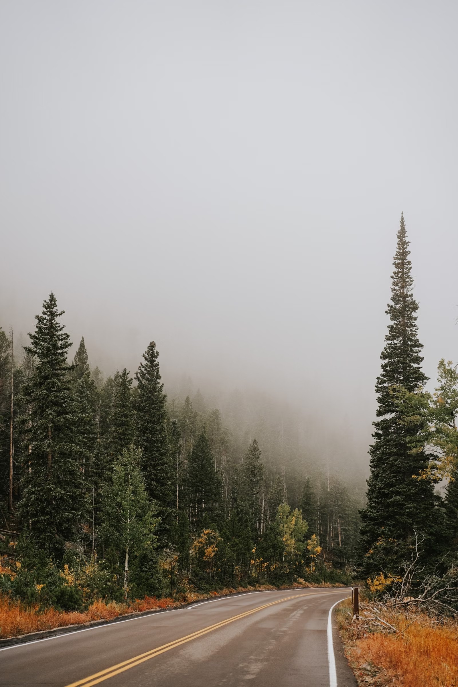 Le chemin forestier qui monte jusqu'à la maison